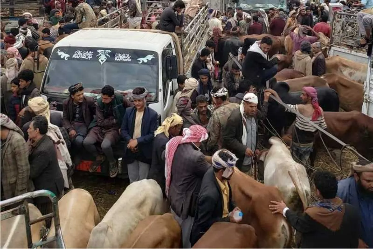 الحوثيون يجبرون سكان إب على تقديم أضاحي العيد وفرض جبايات على التجار